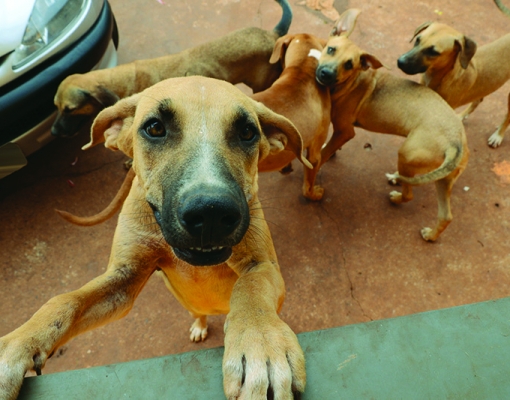 Sertãozinho possui mais de 20 mil cães domiciliados, segundo pesquisa do Censo Animal 2014. FOTO: ADILSON LOPEZ