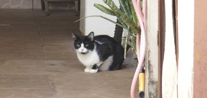CRUELDADE - Gatos aparecem envenenados e morrem no Jardim Alvorada