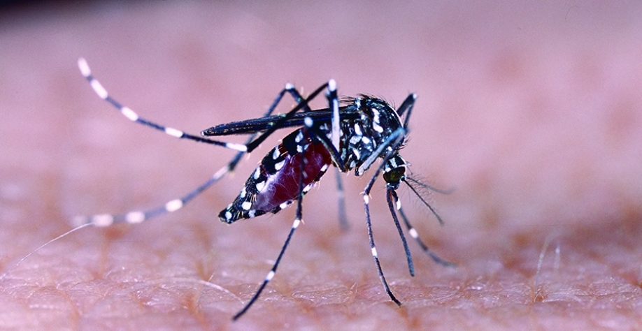 Sertãozinho tem mais de 3.300 casos de dengue confirmados e um óbito em 2022