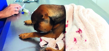 Defesa Civil de Barrinha socorre cachorro atacado por cobra 