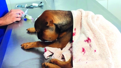 Defesa Civil de Barrinha socorre cachorro atacado por cobra 