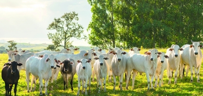 Transparência da informação fortalece a pecuária brasileira