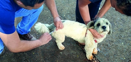 Jardim Santa Marta terá vacinação contra a raiva animal neste sábado (22) 