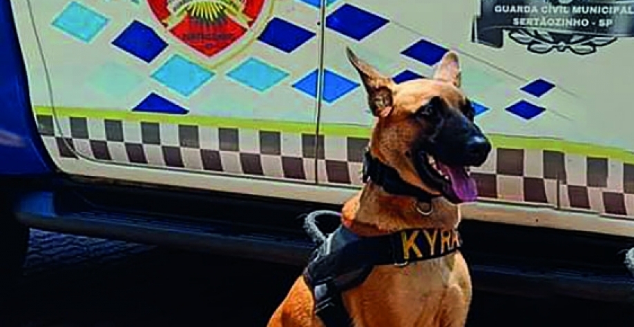 BAEP Canil de Sertãozinho, em apoio com cão de faro, localiza drogas
