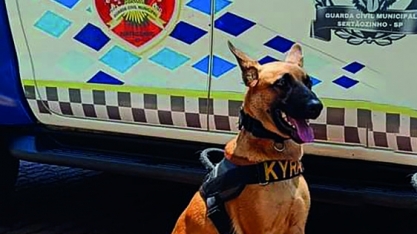 BAEP Canil de Sertãozinho, em apoio com cão de faro, localiza drogas    