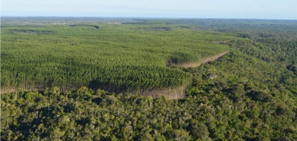 Bracell lança metas e compromissos de sustentabilidade para 2030 