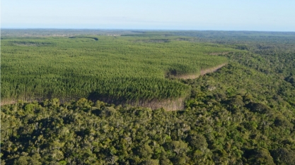 Bracell lança metas e compromissos de sustentabilidade para 2030 