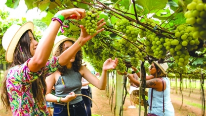 Colheita no parreiral, pisa da uva e experiências sensoriais fazem da Vindima Góes um dos passeios mais procurados de São Paulo