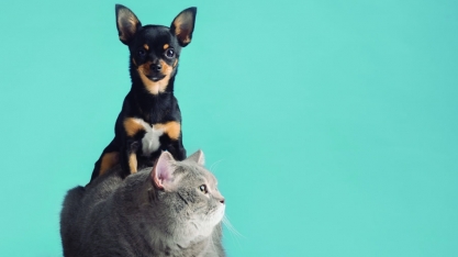 SAÚDE PET - Corpo estranho gastrointestinal em cães e gatos. Quando suspeitar e como diagnosticar