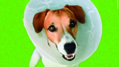 Você sabe o que é castração e os benefícios para o seu amigo pet?