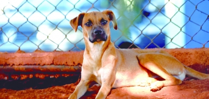 Sábado tem feira de adoção de animais da prefeitura no Centro Poliesportivo Karazinho