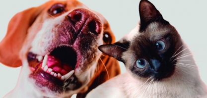Cãopanheiro anima Alto do Ginásio neste domingo