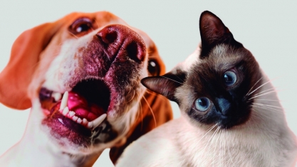 Cãopanheiro anima Alto do Ginásio neste domingo