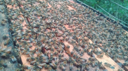 Prêmio CNA Brasil Artesanal está com inscrições abertas para produtores de mel