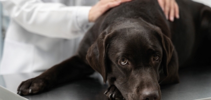 Dermatite atópica canina: de onde vem essa coceira, doutora?