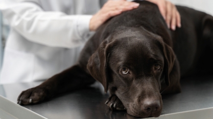 Dermatite atópica canina: de onde vem essa coceira, doutora?