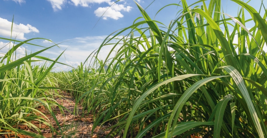 DATAGRO reduz estimativa sobre moagem e produção de açúcar na região