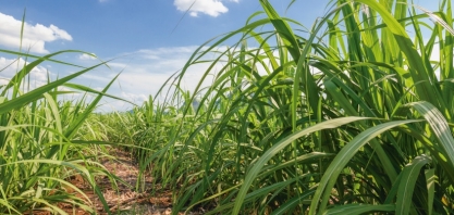 DATAGRO reduz estimativa sobre moagem e produção de açúcar na região