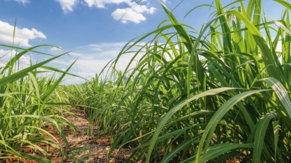 DATAGRO reduz estimativa sobre moagem e produção de açúcar na região