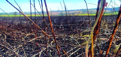 FAESP e os esforços para recuperação das plantações atingidas pelos incêndios