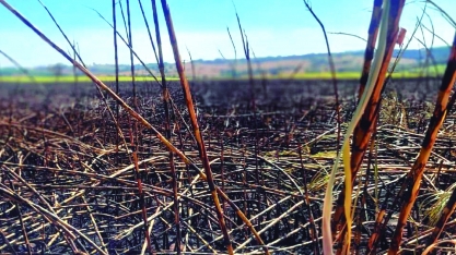 FAESP e os esforços para recuperação das plantações atingidas pelos incêndios