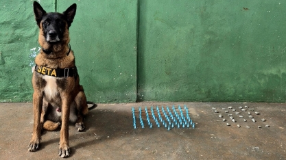 Operação com cães faz duas apreensões de drogas em sertãozinho 