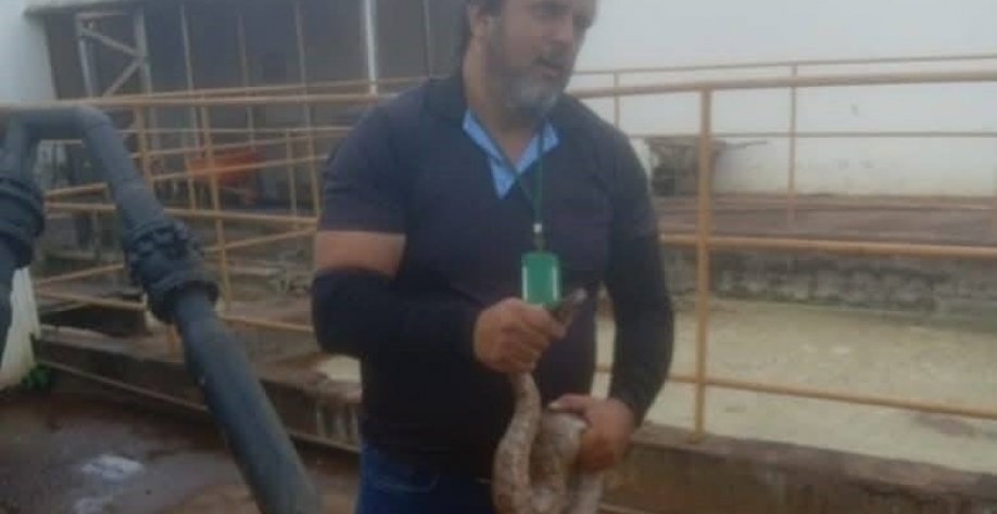 Equipe do Núcleo de Proteção e Bem-estar Animal da Secretaria de Meio Ambiente resgatou uma jiboia adolescente.
