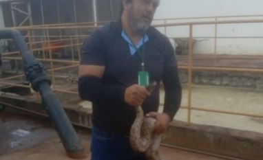 Equipe do Núcleo de Proteção e Bem-estar Animal da Secretaria de Meio Ambiente resgatou uma jiboia adolescente.