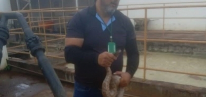 Equipe do Núcleo de Proteção e Bem-estar Animal da Secretaria de Meio Ambiente resgatou uma jiboia adolescente.