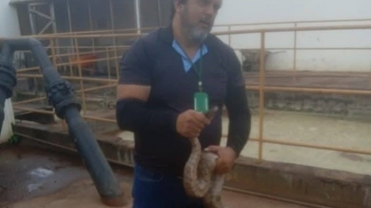 Equipe do Núcleo de Proteção e Bem-estar Animal da Secretaria de Meio Ambiente resgatou uma jiboia adolescente.