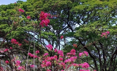 Separar o joio do trigo