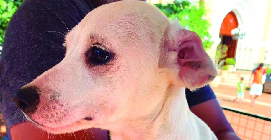 Dia Nacional do Vira-Lata: adote um pet sem raça definida no Canil Municipal de Sertãozinho