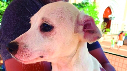 Dia Nacional do Vira-Lata: adote um pet sem raça definida no Canil Municipal de Sertãozinho