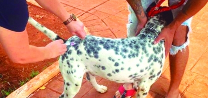 Jardim Jamaica recebe ação de vacinação contra a raiva neste sábado, 27