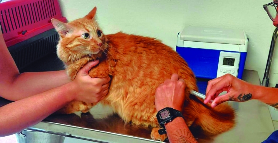 Controle de Zoonoses realiza plantão de vacinação antirrábica gratuita neste sábado, dia 31