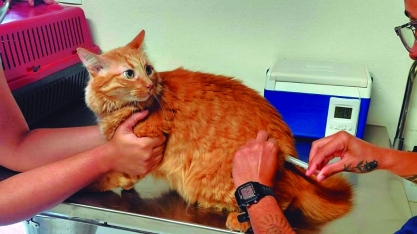 Controle de Zoonoses realiza plantão de vacinação antirrábica gratuita neste sábado, dia 31