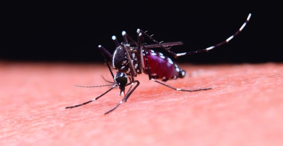 Aumento de casos de dengue, zika e chikungunya no verão reforça a importância do diagnóstico rápido e preciso