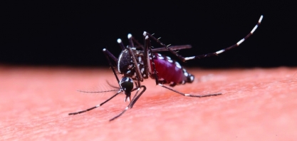 Aumento de casos de dengue, zika e chikungunya no verão reforça a importância do diagnóstico rápido e preciso