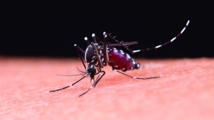 Aumento de casos de dengue, zika e chikungunya no verão reforça a importância do diagnóstico rápido e preciso