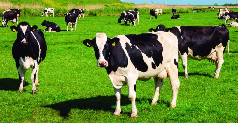 FAESP apresenta propostas para o setor leiteiro paulista ao novo secretário