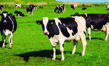 FAESP apresenta propostas para o setor leiteiro paulista ao novo secretário