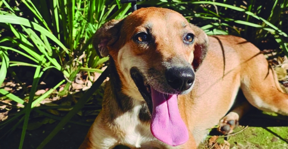 Adoção responsável: evento oferece oportunidade de novos lares a cães e gatos em Sertãozinho