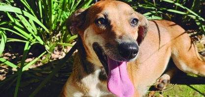 Adoção responsável: evento oferece oportunidade de novos lares a cães e gatos em Sertãozinho