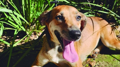 Adoção responsável: evento oferece oportunidade de novos lares a cães e gatos em Sertãozinho