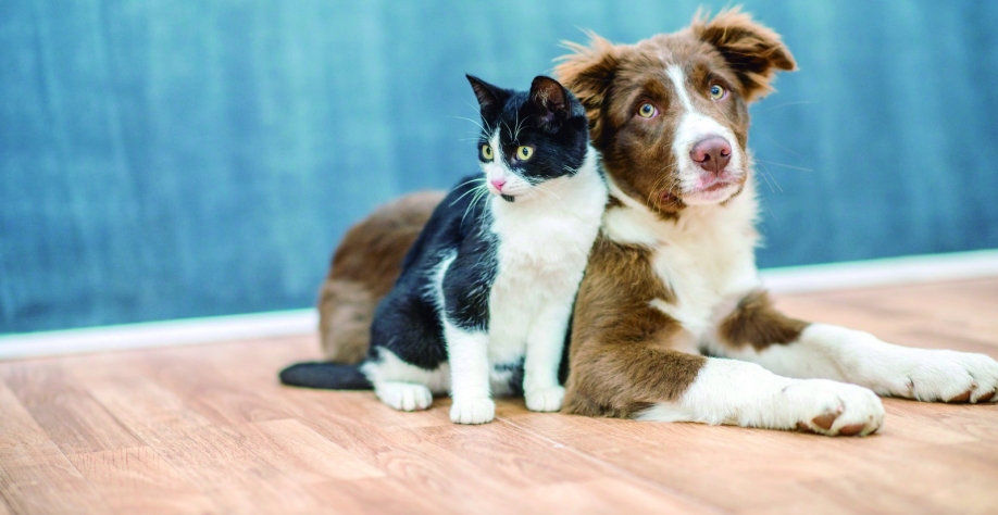 Secretaria de Meio Ambiente e Agricultura lança “Maio Animal” com mutirão de castração aos sábados do próximo mês
