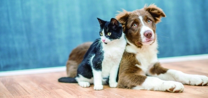Secretaria de Meio Ambiente e Agricultura lança “Maio Animal” com mutirão de castração aos sábados do próximo mês
