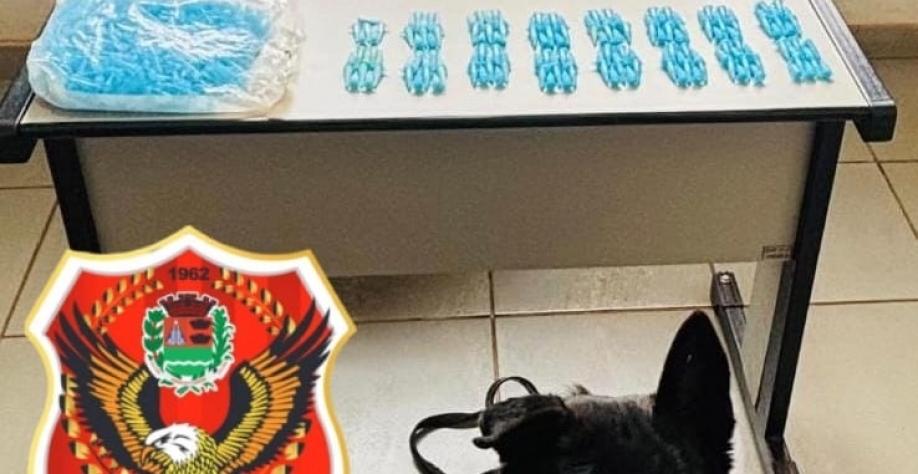 GCM de Sertãozinho apreende drogas com apoio do K9 Ozzy