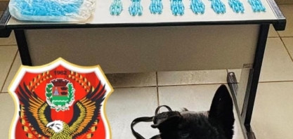 GCM de Sertãozinho apreende drogas com apoio do K9 Ozzy