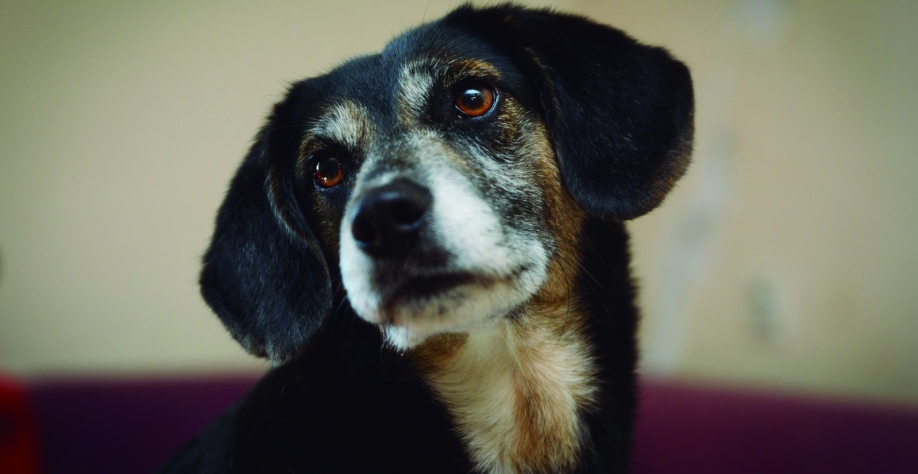 Adote um pet: UBS Animal recebe evento de adoção neste sábado (23)