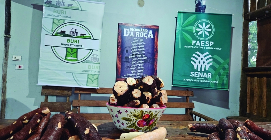 Processamento caseiro de mandioca em Buri promove cultura e a cidade